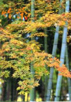竹栄