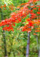竹栄