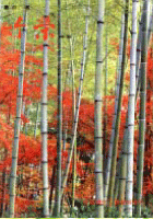 竹栄